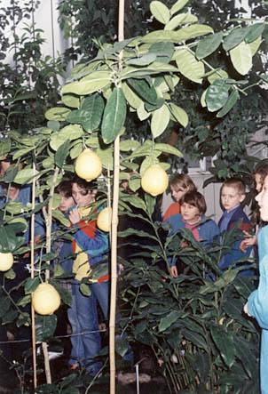 W Palmiarnii